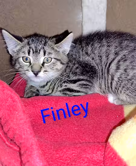 Kitten Finley Kitten Finley
