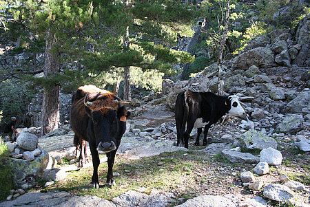 Rinder auf Korsika 