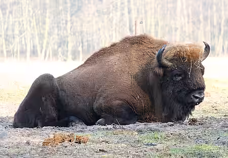 Wisent (Bison bonasus)