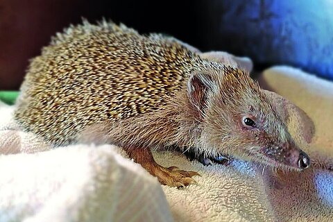 Dieser Igel ist abgemagert und dehydriert.