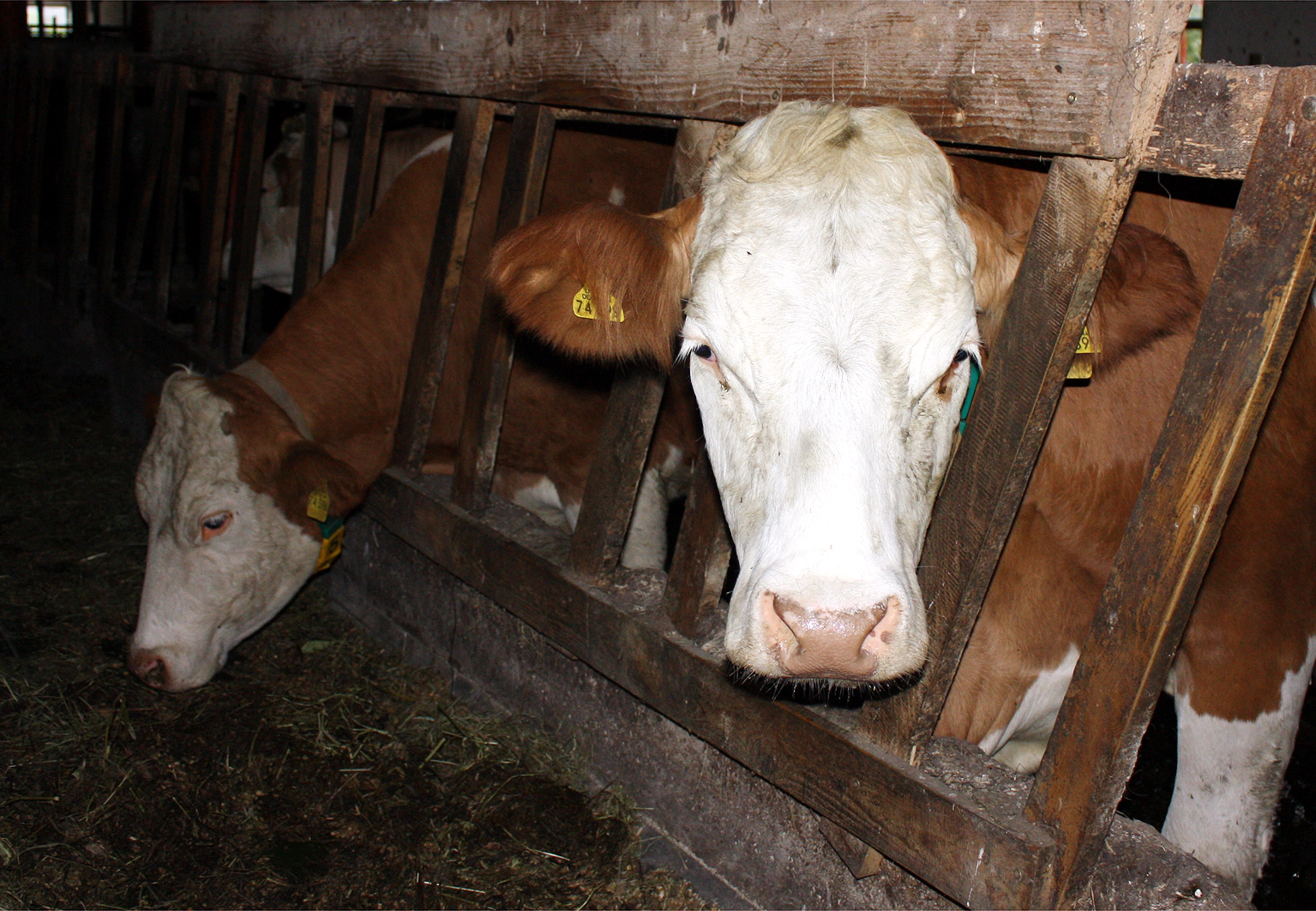 aktion tier – Menschen für Tiere e.V.: aktion tier Kampagne – Rinder-  Wahnsinn: Wie Kühe, Kälber und Mastrinder leiden