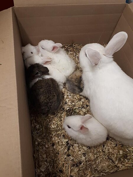 Eine Kaninchenmama mit 6 Jungen wurden ihrem Schicksal überlassen.