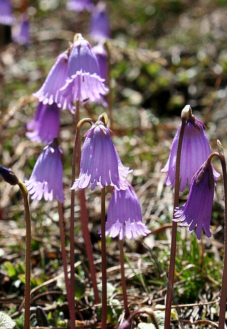 Alpen-Troddelblume (Soldanella alpina).