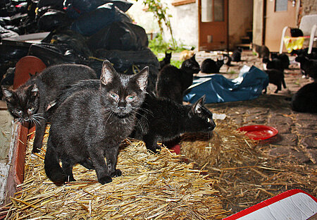 Animal Hoarding Fall Brandenburg-Wörnsdorf 