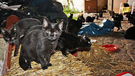 Animal Hoarding Fall Brandenburg-Wörnsdorf 