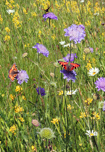 Artenreiche Wildblumenwiese