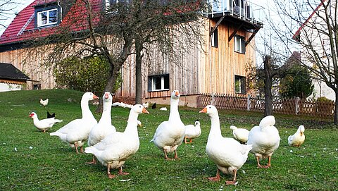 Gänse mit viel Freilauf auf der Wiese 