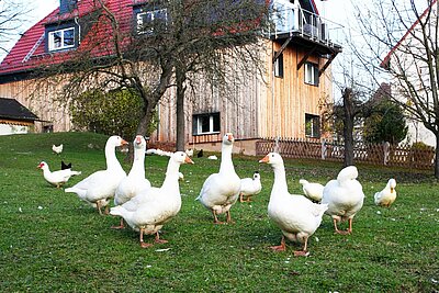 Gänse mit viel Freilauf auf der Wiese 