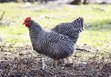 Henne der Zweinutzungsrasse Deutscher Sperber