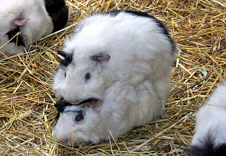 Meerschweinchen bei der Paarung
