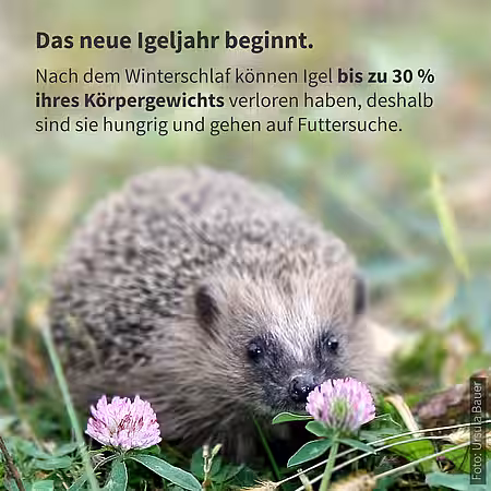 Ende des Winterschlafs des Igels
