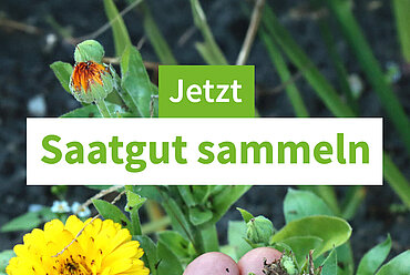 Eine Hand hält ein paar Pflanzensamen aus der Natur.