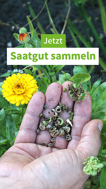 Eine Hand hält ein paar Pflanzensamen aus der Natur.