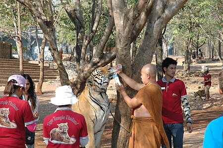 Fütterung der Tiger durch Mönche.