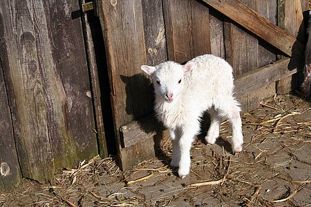 Mulesing-Opfer Lamm. Mulesing-Opfer Lamm.