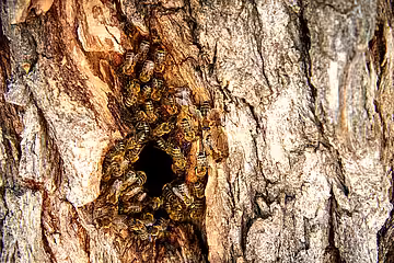 Wildlebende Honigbienen in einer Baumhöhle. Wildlebende Honigbienen in einer Baumhöhle.