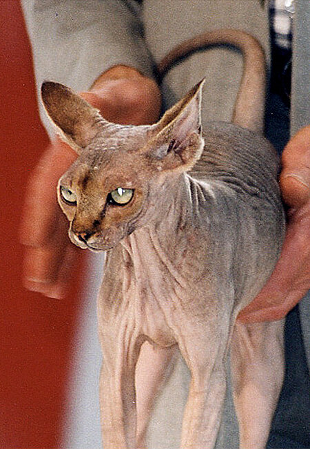 Eine Nacktkatze wird gehalten.