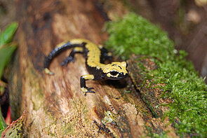 Aurora-Alpensalamander Ein gelb-schwarzer Salamander auf einem Stamm sitzend