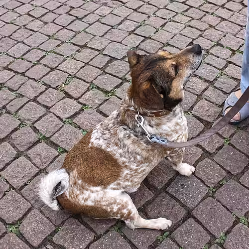 Übergewichtiger Hund