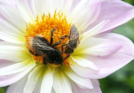 Wildbienen lassen sich von Honigbienen leicht vertreiben.