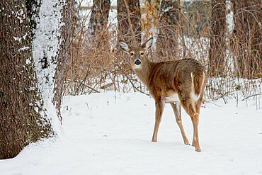 Wildtiere im Winter bitte nicht stören!