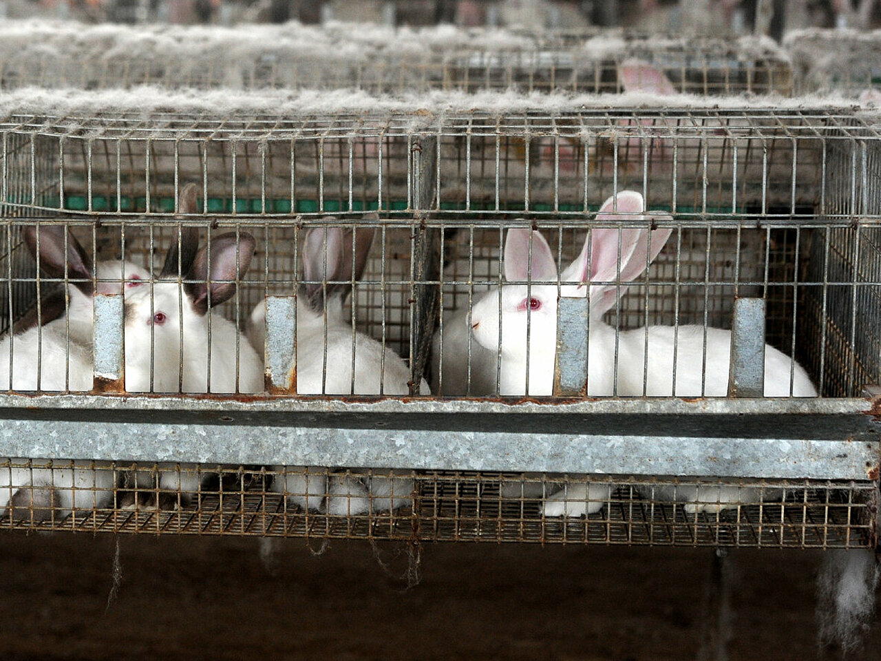 Kaninchen in der Mast