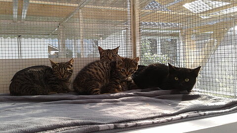 Katzenbabys in der Quarantäne.