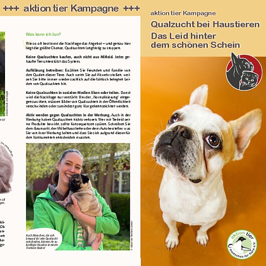 aktion tier Kampagne <br/>Qualzucht bei Haustieren: Das Leid hinter dem schönen Schein