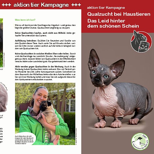 aktion tier Kampagne <br/>Qualzucht bei Haustieren: Das Leid hinter dem schönen Schein
