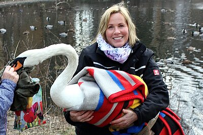 Ursula Bauer mit Höckerschwan.