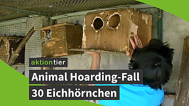 aktion tier: Animal Hoarding-Fall mit 30 fremdländischen Eichhörnchen