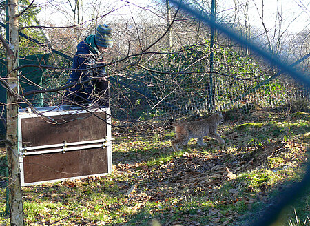 Der Luchs wird im Gehege aus der Box gelassen.