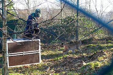 Der Luchs wird im Gehege aus der Box gelassen.