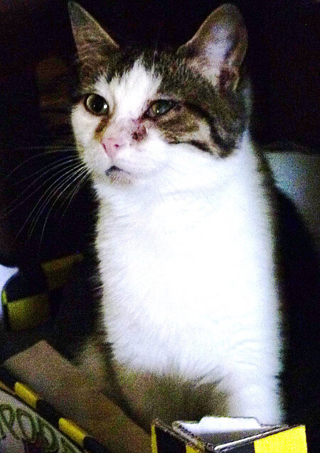 Kranke Katze bei Frau P.