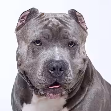 American Bully.