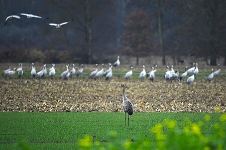 Noch etwas zögerlich blickt der Kranich auf seine Artgenossen.