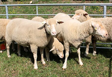 Normale“ Merino-Feinwollschafe produzieren pro Jahr zwischen 2 und 4 kg Wolle.