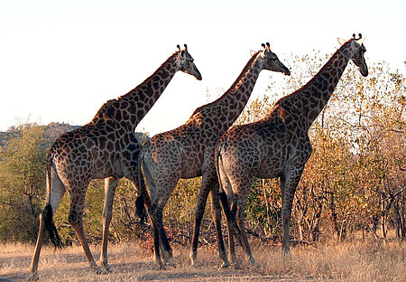 Giraffen in freier Wildbahn 