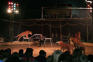 Zirkustiger in der Manege