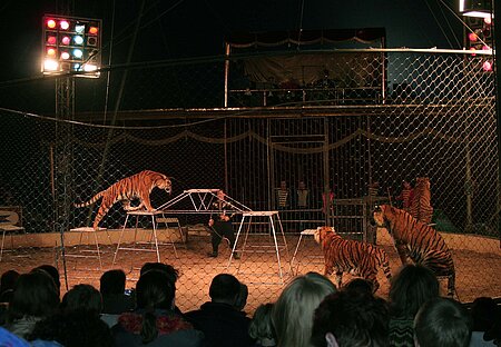 Zirkustiger in der Manege