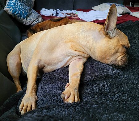 Eine schlafende Französische Bulldogge. Sie hat ihren Kopf von sich gestreckt.