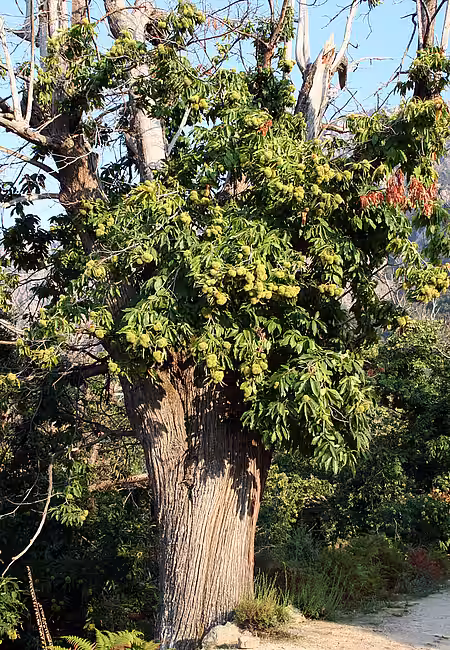 Alte Esskastanie mit Früchten