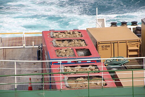 Schaftransport in Neuseeland