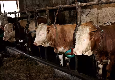 Rinder in Anbindehaltung