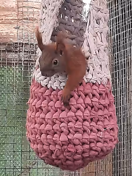 Die Eichhörnchen lieben ihre kleinen Hängematten in den Auswilderungsvolieren.