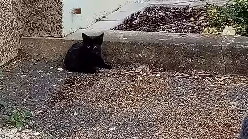 Katze in freier Wildbahn