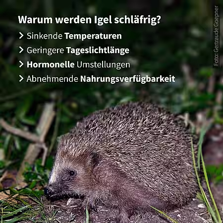 Gründe für den Winterschlaf des Igels