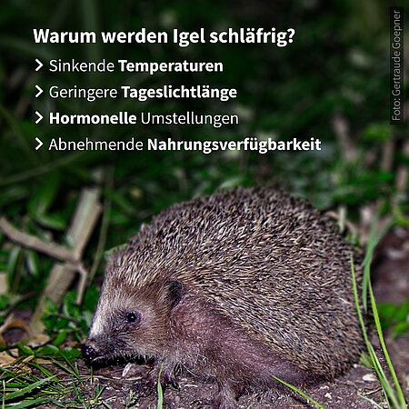 Gründe für den Winterschlaf des Igels