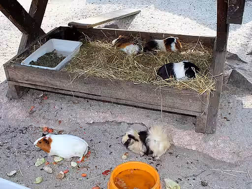 Meerschweinchengruppe in großem Freigehege mit ausreichend Schatten. Meerschweinchengruppe in großem Freigehege mit ausreichend Schatten.