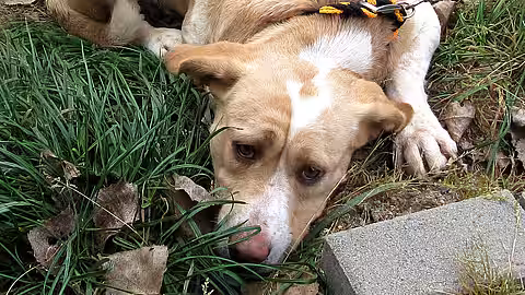 Der Hundeorganismus reagiert sehr schnell auch auf kleine Mengen Rattengift.